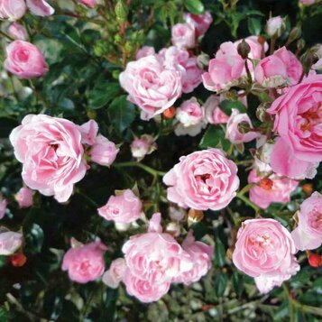 Ruža v 3 l kvetináči - prémium gold - THE FAIRY