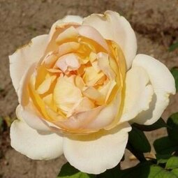 Ruža v 6 l kvetináči