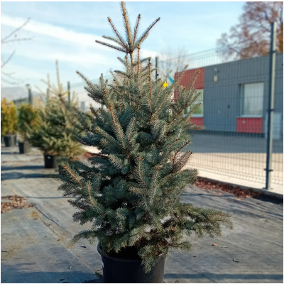 PICEA PUNGENS, BLUE DIAMOND, 140/160