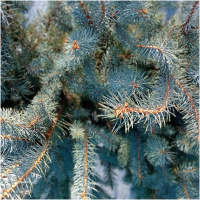 PICEA PUNGENS, BLUE DIAMOND, 140/160