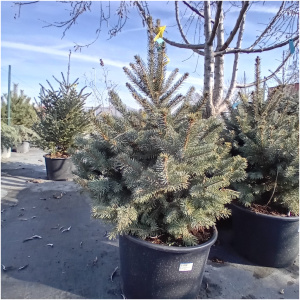 PICEA PUNGENS SUPER BLUE 60/80