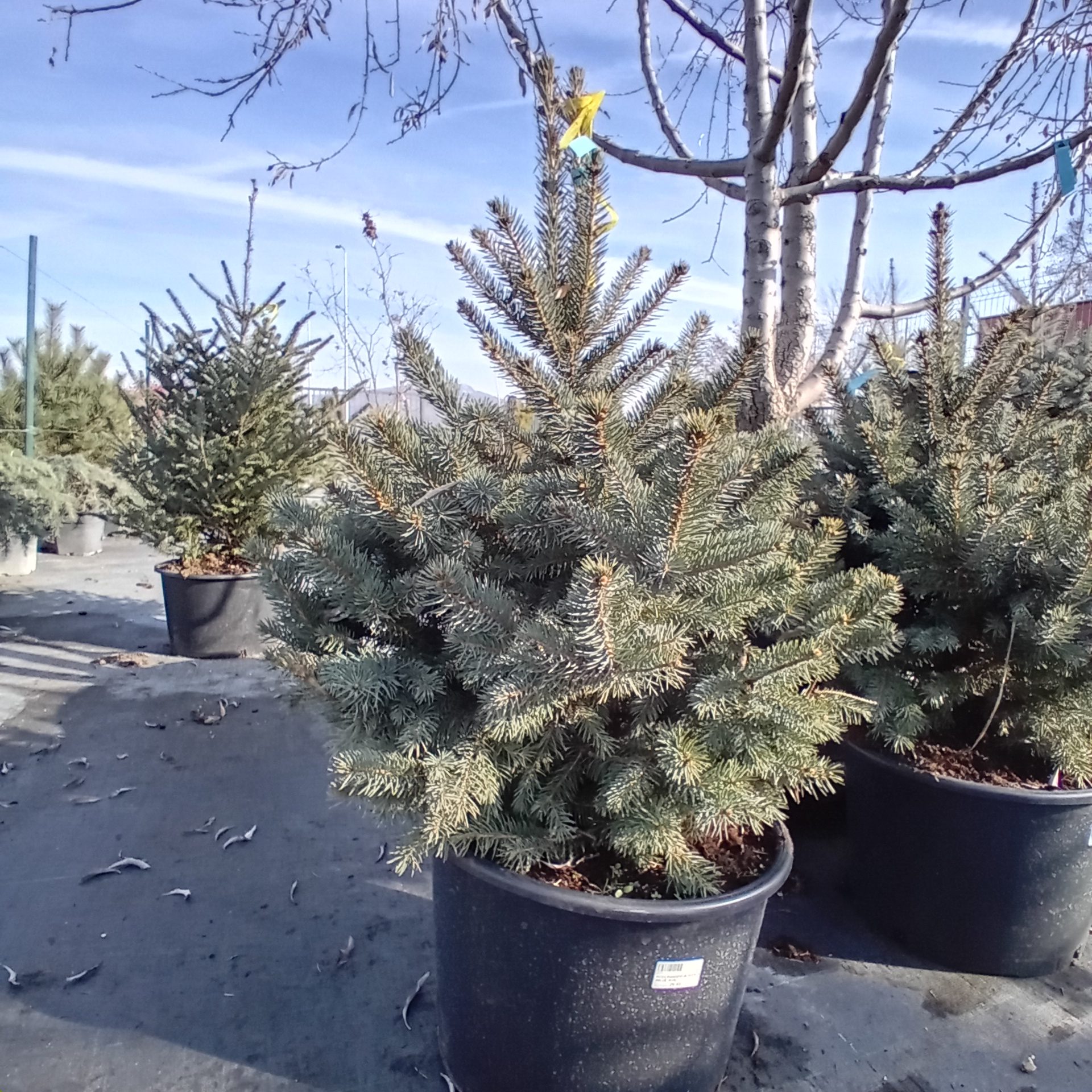 PICEA PUNGENS SUPER BLUE 60/80