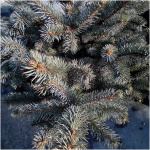 PICEA PUNGENS SUPER BLUE 60/80