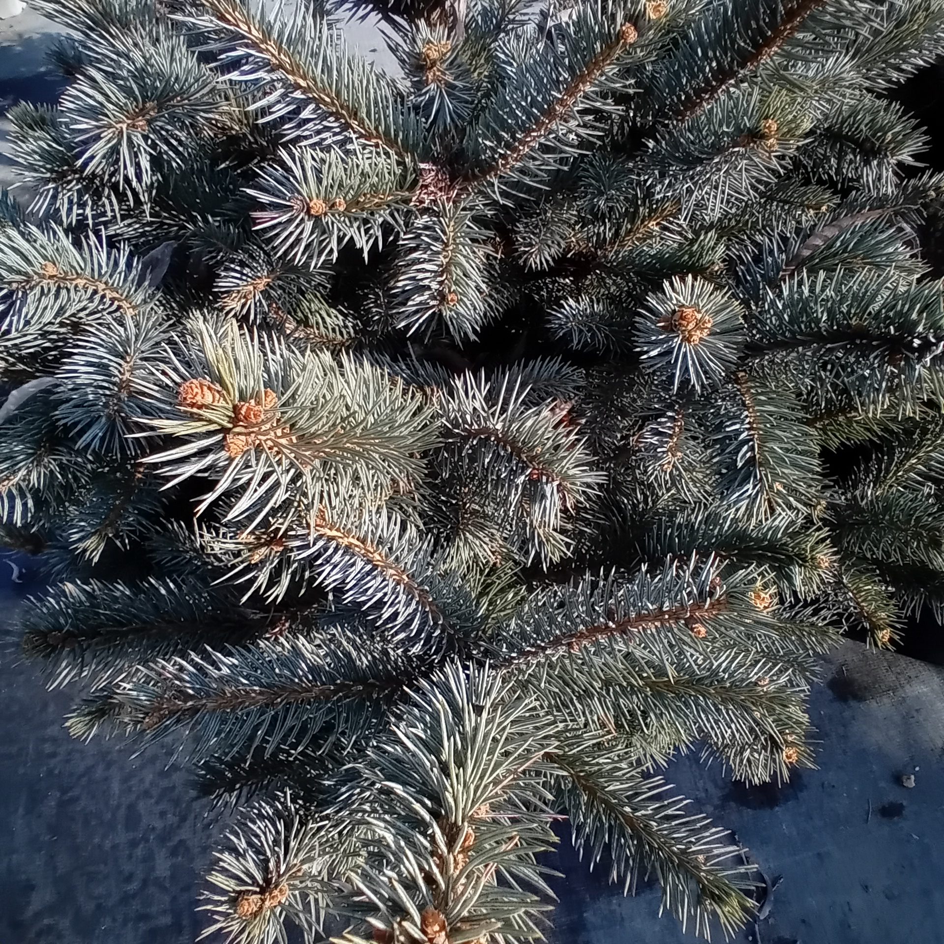 PICEA PUNGENS SUPER BLUE 60/80