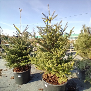 ABIES KOREANA, 125/150