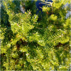 ABIES KOREANA, 125/150