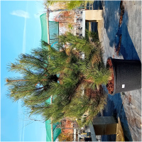 PINUS NIGRA, 125/150