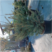 PICEA PUNGENS, BLUE DIAMOND, 100-120