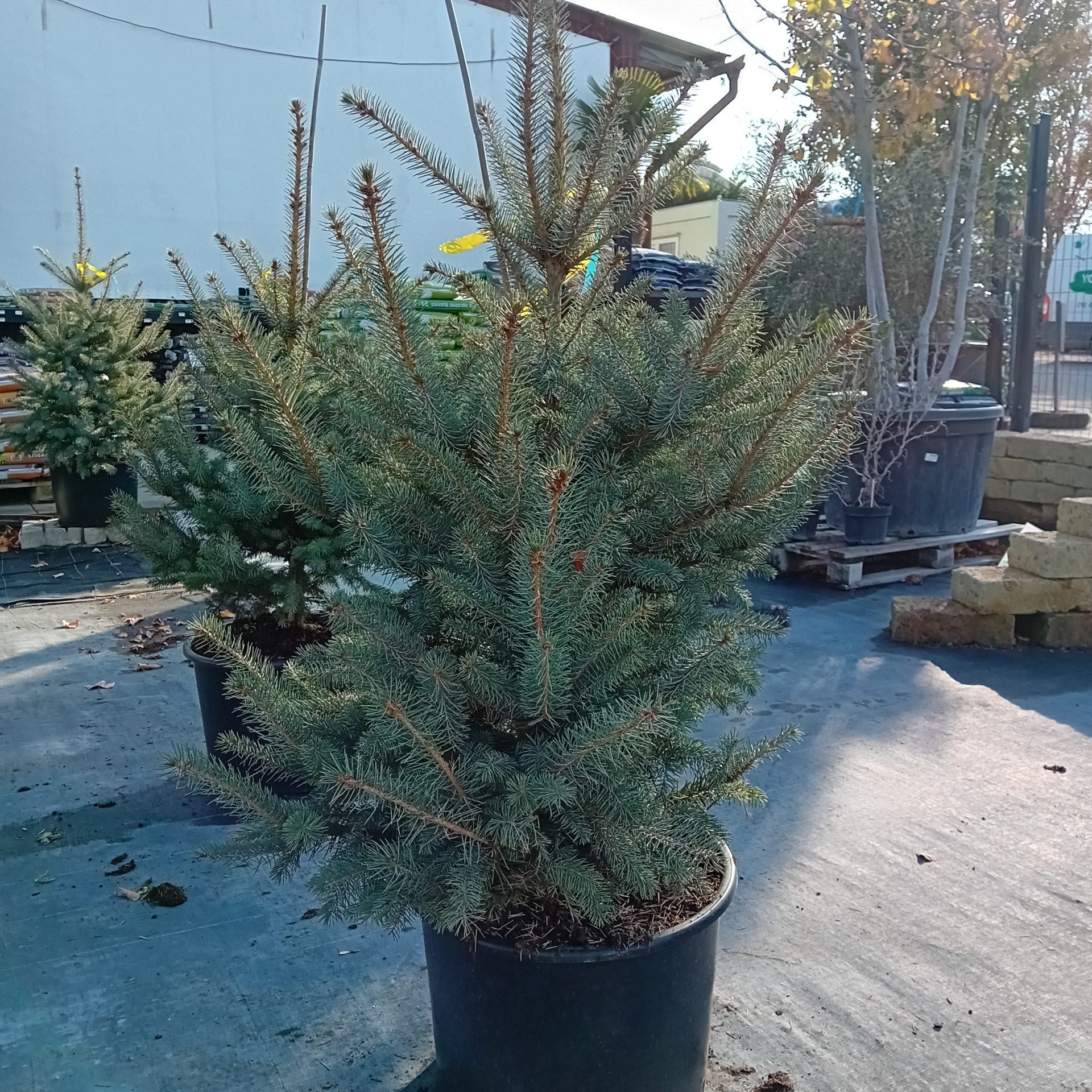 PICEA PUNGENS, BLUE DIAMOND, 100-120
