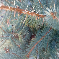 PICEA PUNGENS, BLUE DIAMOND, 100-120