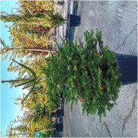 ABIES NORDMANNIANA 125/150