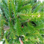 ABIES NORDMANNIANA 125/150