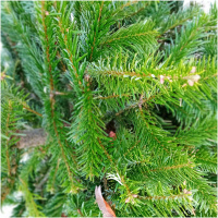 ABIES NORDMANNIANA 125/150