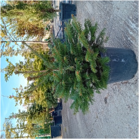 ABIES NORDMANNIANA, 40/50