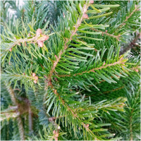 ABIES NORDMANNIANA, 40/50