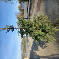 PICEA PUNGENS 175/200