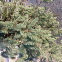 PICEA PUNGENS 175/200