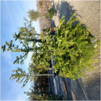 ABIES NORDMANNIANA 175/200