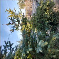 PICEA PUNGENS 125/150
