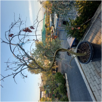 KAKI PENDULA – BONSAI, 150-175