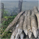 Agátový kôl 2,5m (6-8cm) neočistený,zahrotený