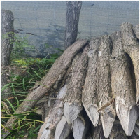 Agátový kôl 2,5m (6-8cm) neočistený,zahrotený