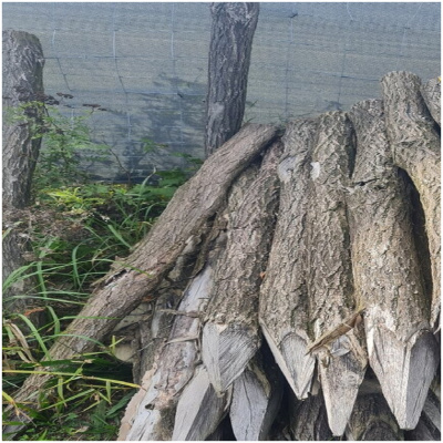 Agátový kôl 2,5m (6-8cm) neočistený,zahrotený