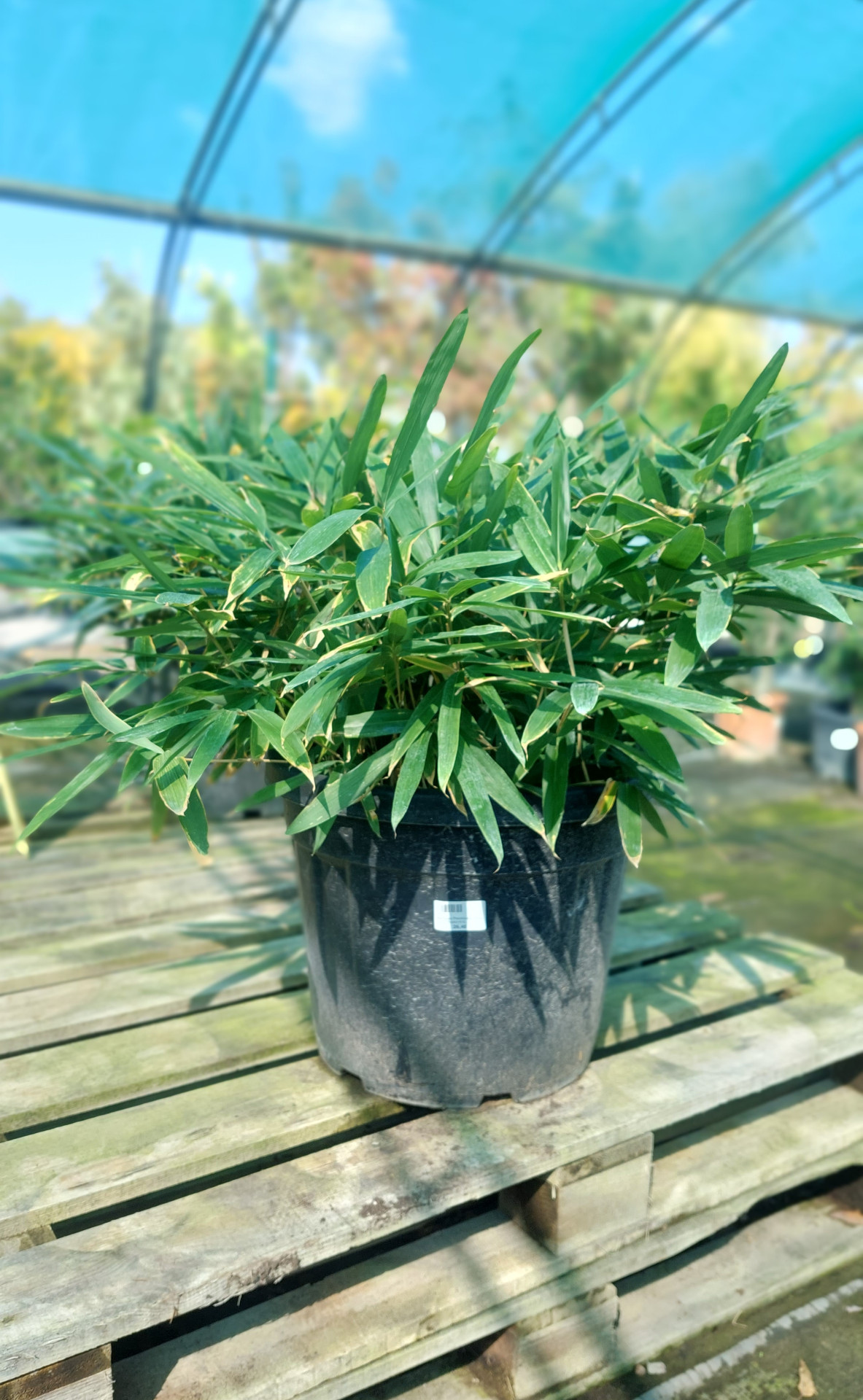 Bambusa Pleioblastus shibuyanus Tsuboi, K10