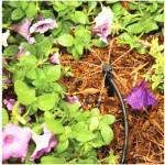Bubbler tryska Rain Bird SXB-360-SPYK