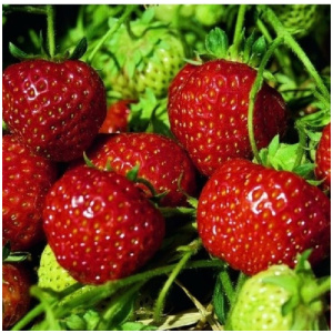JAHODA SENGA SENGANA – razrodiaca – 10 pack