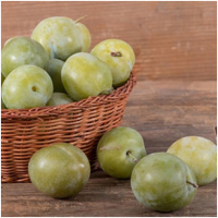Ringlóta voľnokorenná – ZELENÁ RINGLÓTA