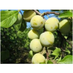 Ringlóta voľnokorenná – ZELENÁ RINGLÓTA