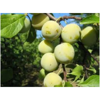 Ringlóta voľnokorenná – ZELENÁ RINGLÓTA