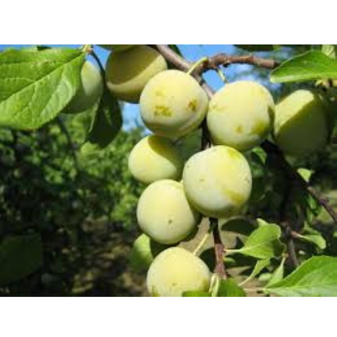 Ringlóta voľnokorenná – ZELENÁ RINGLÓTA