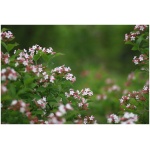 ABELIA GRANDIFLORA ´SPARKLING SILVER´