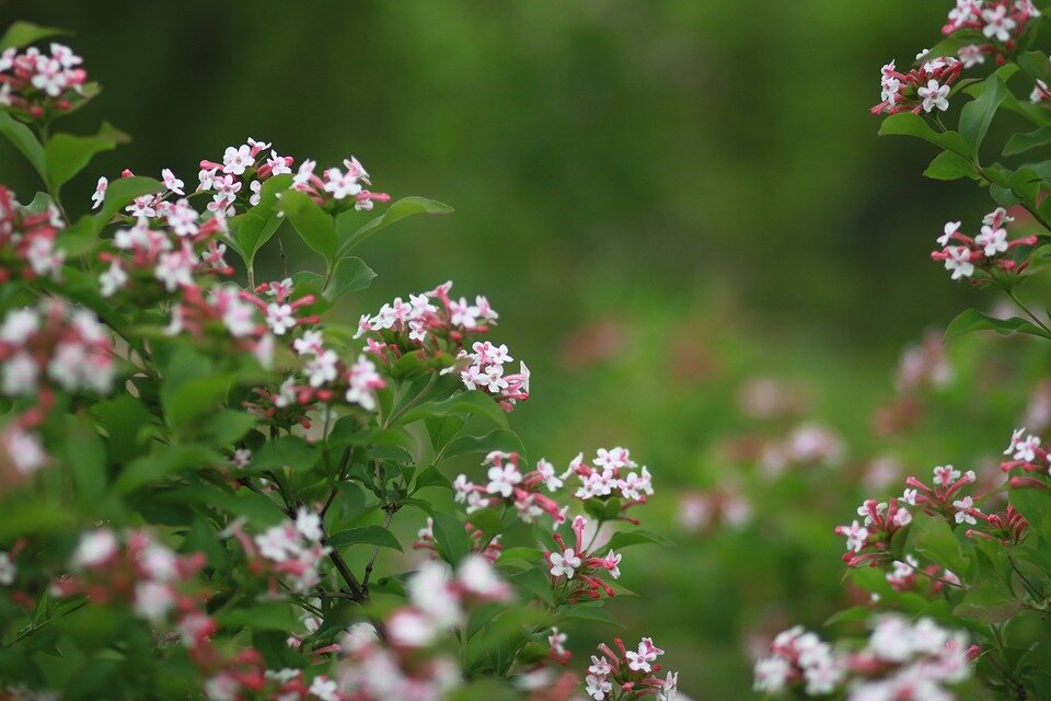 ABELIA GRANDIFLORA ´SPARKLING SILVER´
