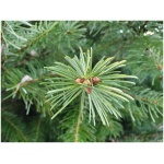 ABIES BALSAMEA ´NANA´ 20/30