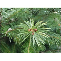 ABIES BALSAMEA ´NANA´ 20/30