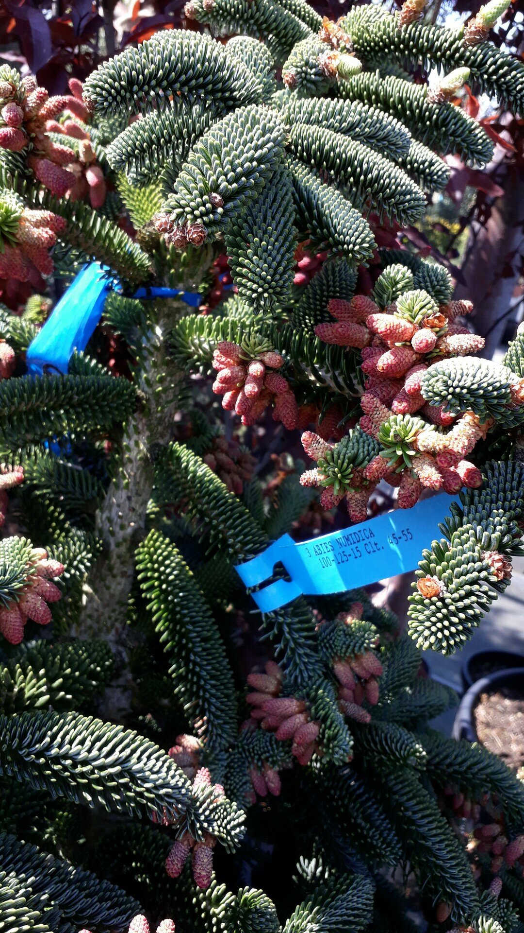 ABIES NUMIDICA