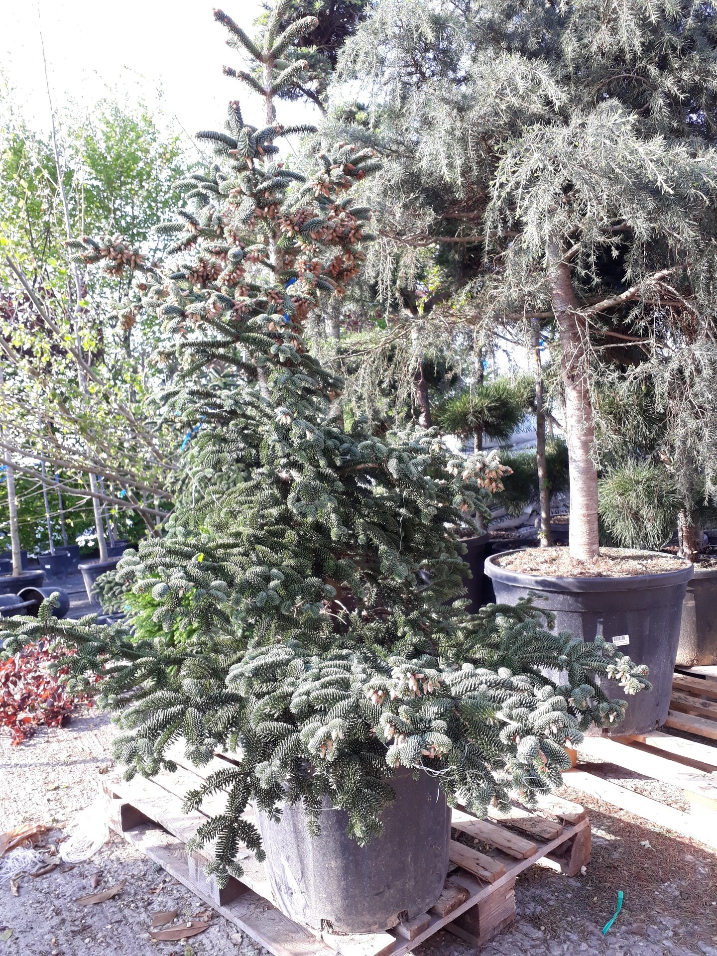 ABIES NUMIDICA