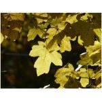 ACER CAMPESTRE