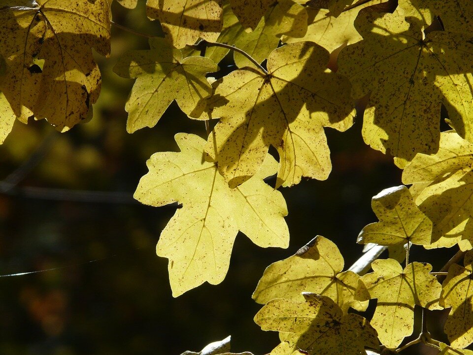 ACER CAMPESTRE