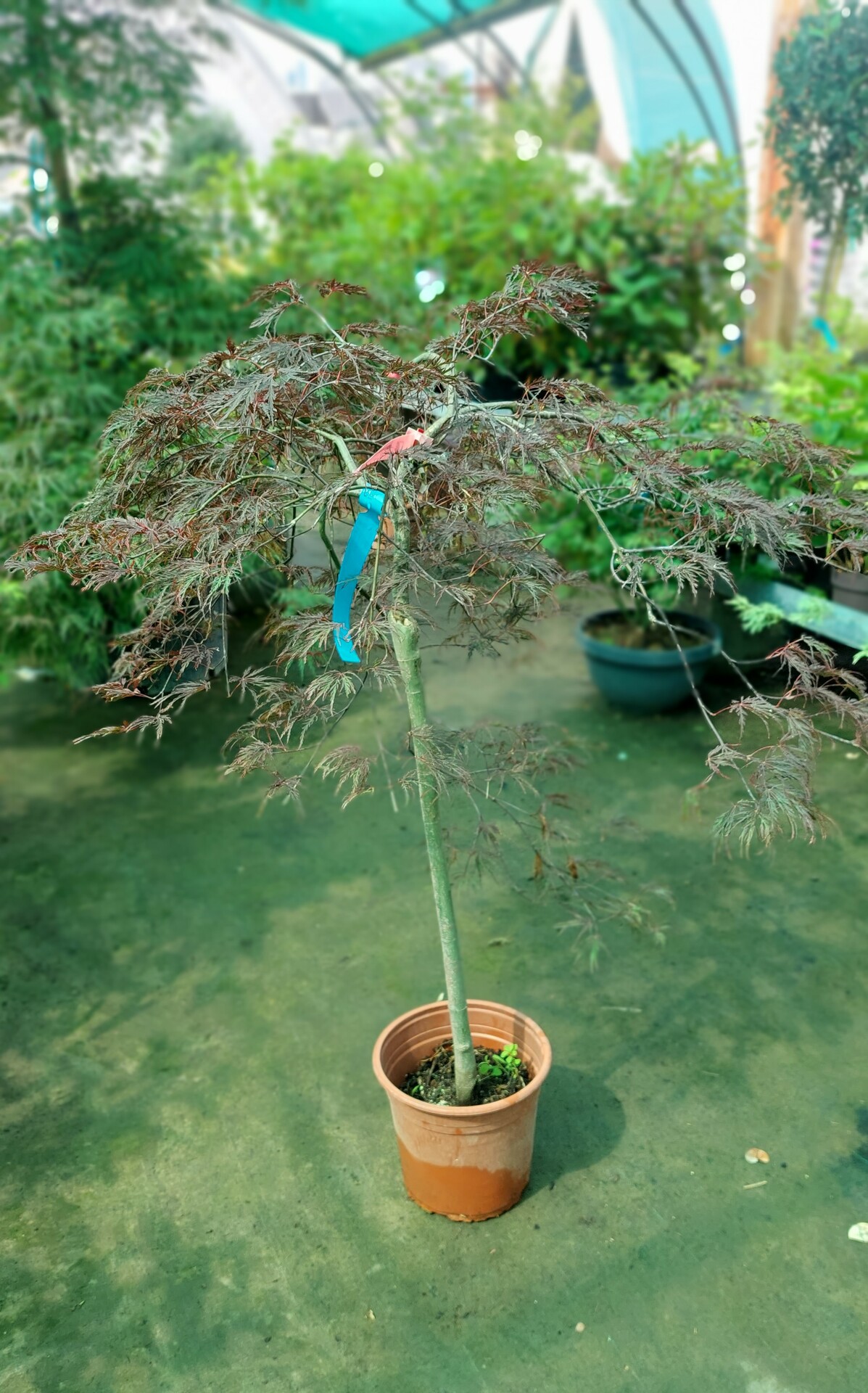 Acer dissectum ´Inaba-Shidare´ K10