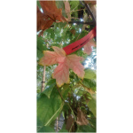 ACER FREMANII JEFERSON RED