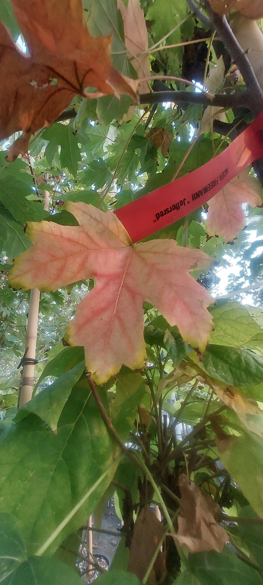 ACER FREMANII JEFERSON RED