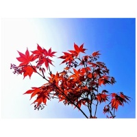 ACER PALM. ´BLOOD GOOD´