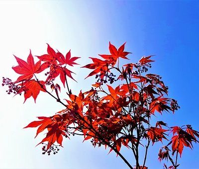 ACER PALM. ´BLOOD GOOD´