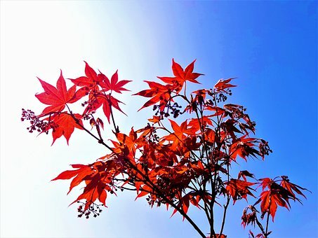 ACER PALM. ´BLOOD GOOD´
