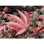 ACER PALMATUM ´BI-HOO´ 100 cm