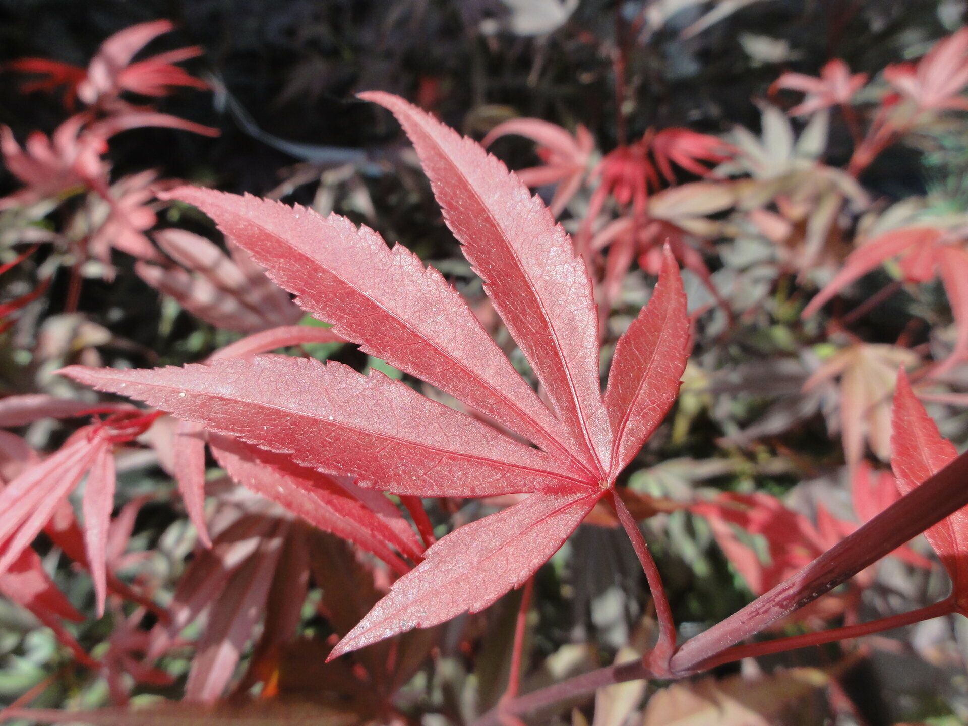 ACER PALMATUM ´BI-HOO´ 100 cm